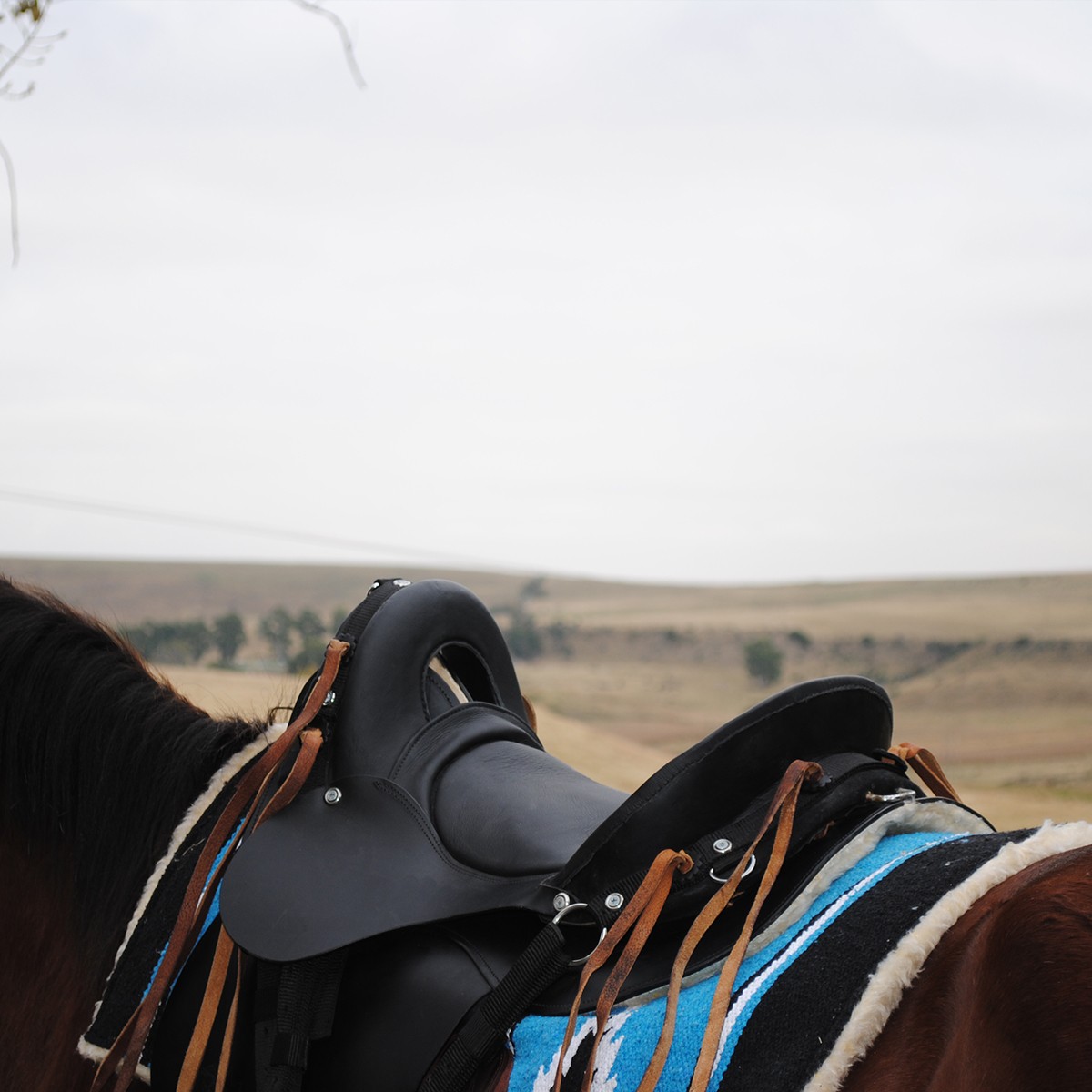 Trail Saddle - Trail Ranger Black