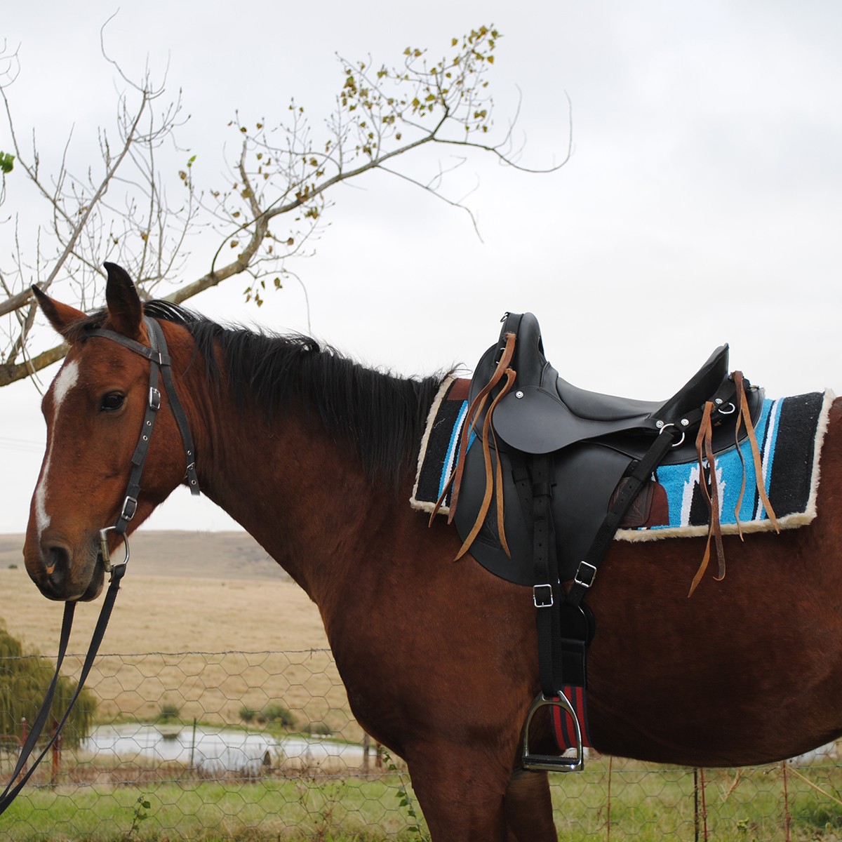 Trail Saddle - Trail Ranger Black